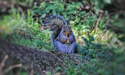 Squirrel Photo 3